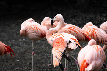 Group of Flamingos Standing Together with Vibrant Pink Feathers
