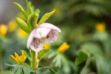 Beautiful Hellebore Flower in Full Bloom with Flamingos and Crane Birds in the Background