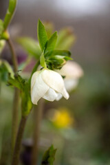Beautiful Hellebore Flower in Full Bloom with Flamingos and Crane Birds in the Background