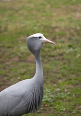 Elegant Grey Crane Bird in Nature with Soft Background and Long Neck