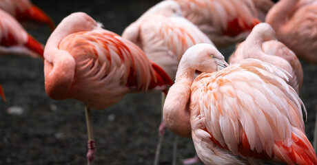 Group of Flamingos Standing Together with Vibrant Pink Feathers