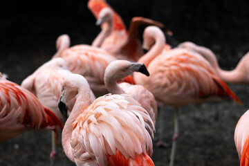 Group of Flamingos Standing Together with Vibrant Pink Feathers
