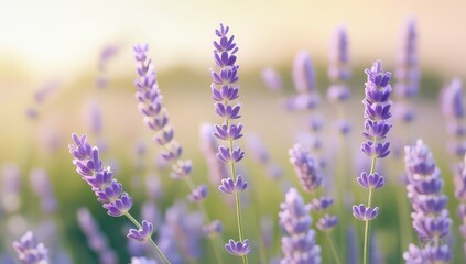 Obraz premium Lavender flowers in a field with soft sunlight and a blurred background
