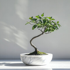 Elegant bonsai tree in a minimalist pot.