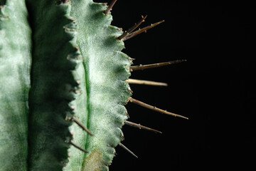 Close up detail ribs and spine of Euphorbia Horrida, milk barrel cactus plant. Isolated on black background