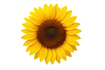 Naklejka premium Beautiful sunflower head showcasing vibrant yellow petals and a dark brown seed heart, presented as an isolated element