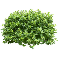 Fototapeta premium Green Garden Bushes Background: Beautiful Isolated Plant for Designs