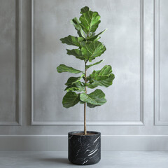 Elegant indoor fiddle leaf fig tree in pot.
