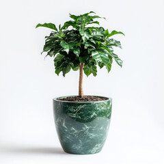 Elegant indoor plant in a modern pot.