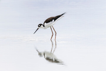 A black-necked stilt (Himantopus mexicanus) wades gracefully through calm, reflective waters in Panama.