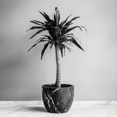 Elegant indoor plant in a stylish pot.