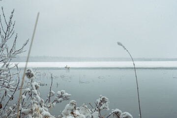 Swans on Lake Winter