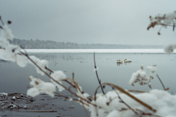 Swans on Lake Winter