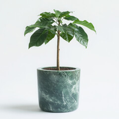 Indoor plant in stylish marble pot.