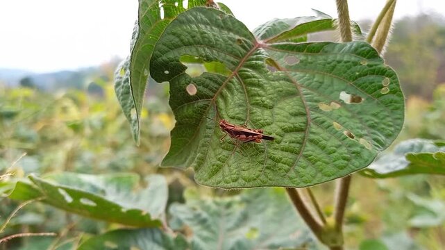Brown Grasshopper Resting on Green Leaf in Natural Outdoor Environment