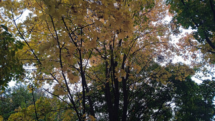 Bottom-up view of a maple tree crown in autumn with yellow, green, and orange leaves, highlighting seasonal change and the beauty of maple foliage
