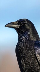 Close-up of a raven's head and upper body