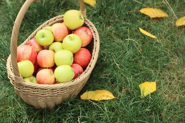 Fresh ripe apples in wicker basket and fallen leaves on green grass outdoors, space for text