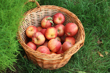 Fresh ripe apples in wicker basket and fallen leaves on green grass outdoors, closeup