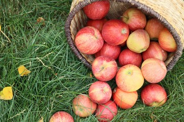 Fresh ripe apples in wicker basket and fallen leaves on green grass outdoors, above view. Space for text