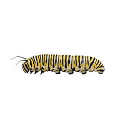 Naklejka premium Colorful Caterpillar Crawling Isolated on Transparent Background