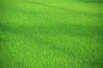 rice fields in the north vietnam 