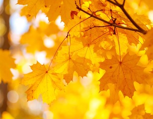 Vibrant autumn leaves on a tree branch, bathed in sunlight