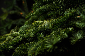 Fir branches as christmas background. Evergreen christmas branches.