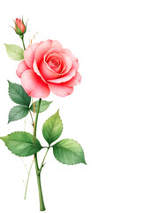 Fototapeta premium Elegant watercolor painting of a single pink rose with bud and leaves on white background