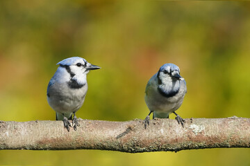 Blue Jays in fall colours