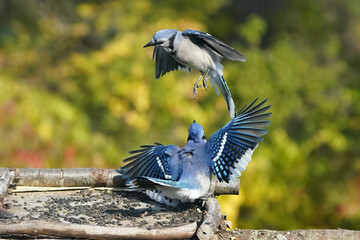 Blue Jays in fall colours