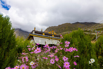 Monastery and gompas in Muktinath Temple Village, Upper Mustang, Jomsom, Nepal, surrounded by prayer flags and wildflowers, symbolizing peace, spirituality, and Himalayan cultural beauty.
