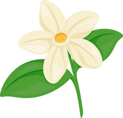illustration philippine sampaguita flower