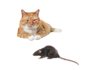 Cute rat and cat on white background