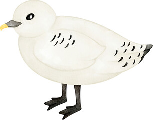watercolor ivory gull