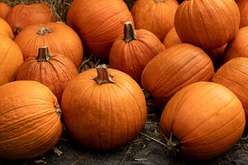 Fresh orange pumpkins with natural stems on hay autumn harvest collection
