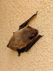 Small Bat Resting on a Plastered Wall