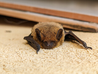 Urban Bat Clinging to a Building Wall During Daylight