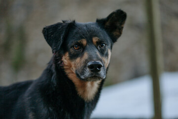 portrait of a black dog