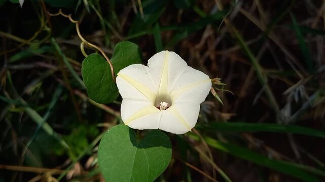 Ipomoea obscura, small white morning glory vine