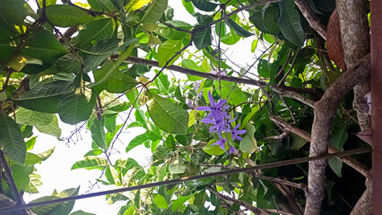 isolated picture of purple petrea volubilis flower