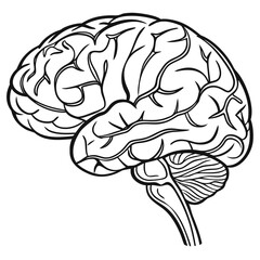 Vector illustration of a hand drawn, black and white brain against a white background
