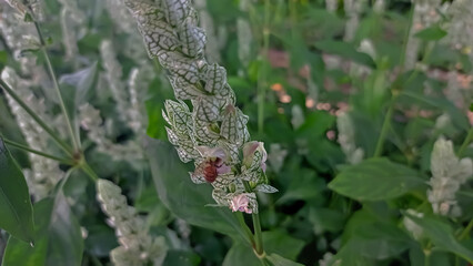 bee in betonica flower