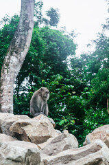 Wild monkey resting on rocks in forest