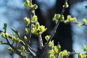 New growth of green on plant during spring season in nature.