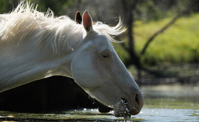 White horse shaking head in pond water closeup on farm.