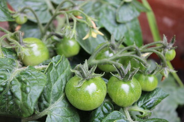 green tomato