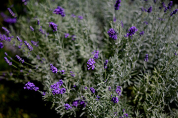 Rich colors of decorative foliage and purple flowers with a blurred background.