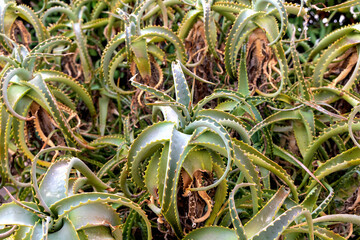 Aloe vera plant field in outdoor landscape
