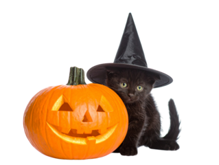  Adorable Witch Cat Peeking Out from Behind Halloween Pumpkin, Isolated